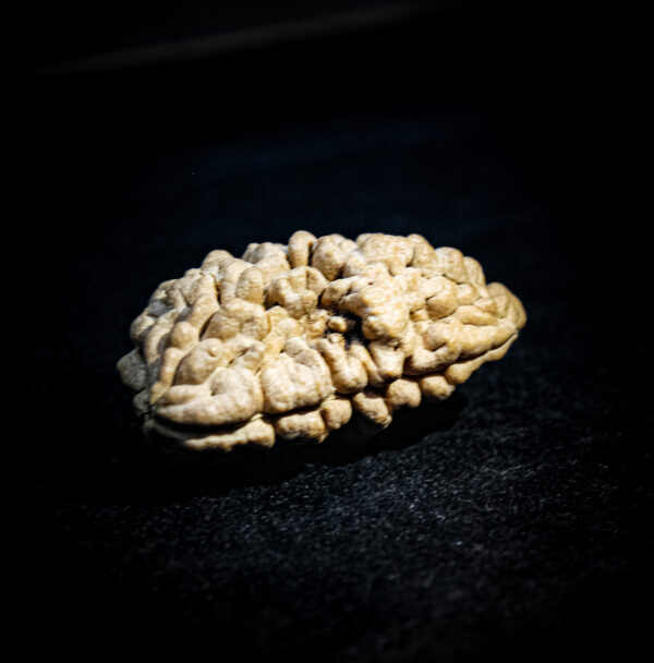 1 Mukhi Rudraksha