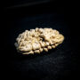 1 Mukhi Rudraksha
