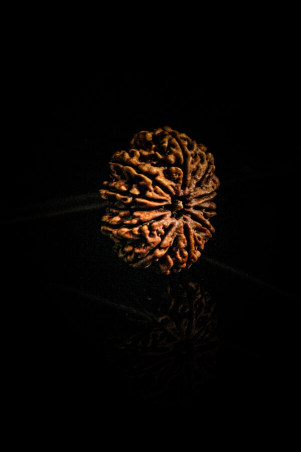 10-mukhi-rudraksha