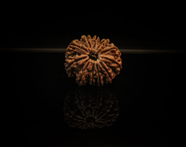 11 Mukhi Rudraksha
