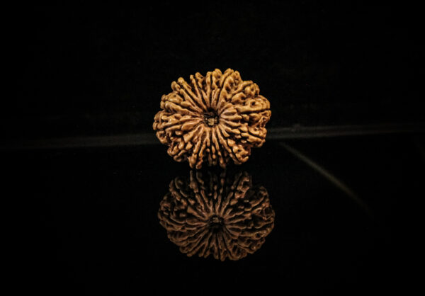 14-mukhi-rudraksha