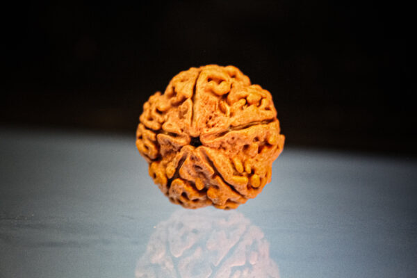 5 Mukhi Rudraksha
