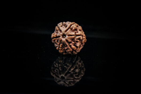 6 mukhi nepali