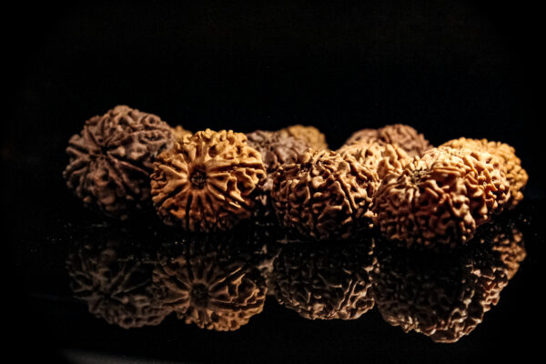 9 Mukhi Rudraksha