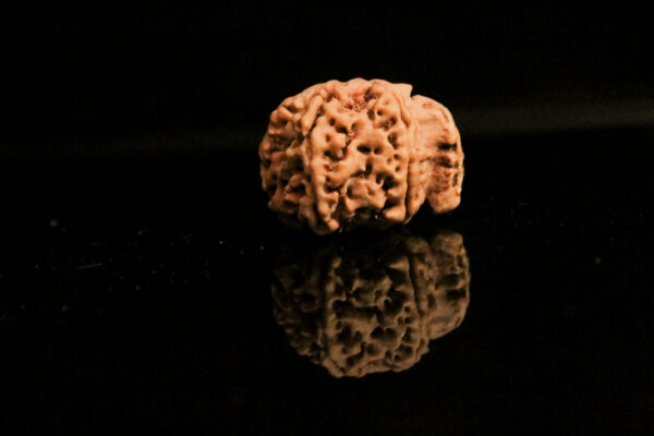 Natural Ganesh Mukhi Rudraksha